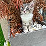 Arthur joined the competition — help win amazing prizes! cat, closeup, curious, feline, fur, grass, gray, green, kitten, nature, outdoor, paws, pet, plant, planter, stones, wall, whiskers, white, young