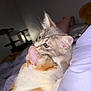 animal, bed, calico_cat, cat, cats, closeup, companion, cozy, cute, ears, friendship, fur, indoor, pet, pillow, resting, sleeping, snuggling, tabby_cat, whiskers