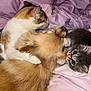 Arthur is registered to the contest to win money with this photo: animal, bed, blanket, cat, closeup, companions, cozy, cute, dog, domestic, fur, indoor, kitten, pets, pink, playful, resting, sleeping, snuggling, soft