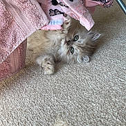 Kenji is registered to the contest to win money with this photo: animal, carpet, cat, claws, curious, cute, feline, fluffy, fur, indoor, kitten, metal_rack, paws, pet, pink_clothing, pink_towel, resting, soft, whiskers, young