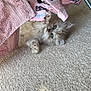 animal, carpet, cat, claws, curious, cute, feline, fluffy, fur, indoor, kitten, metal_rack, paws, pet, pink_clothing, pink_towel, resting, soft, whiskers, young