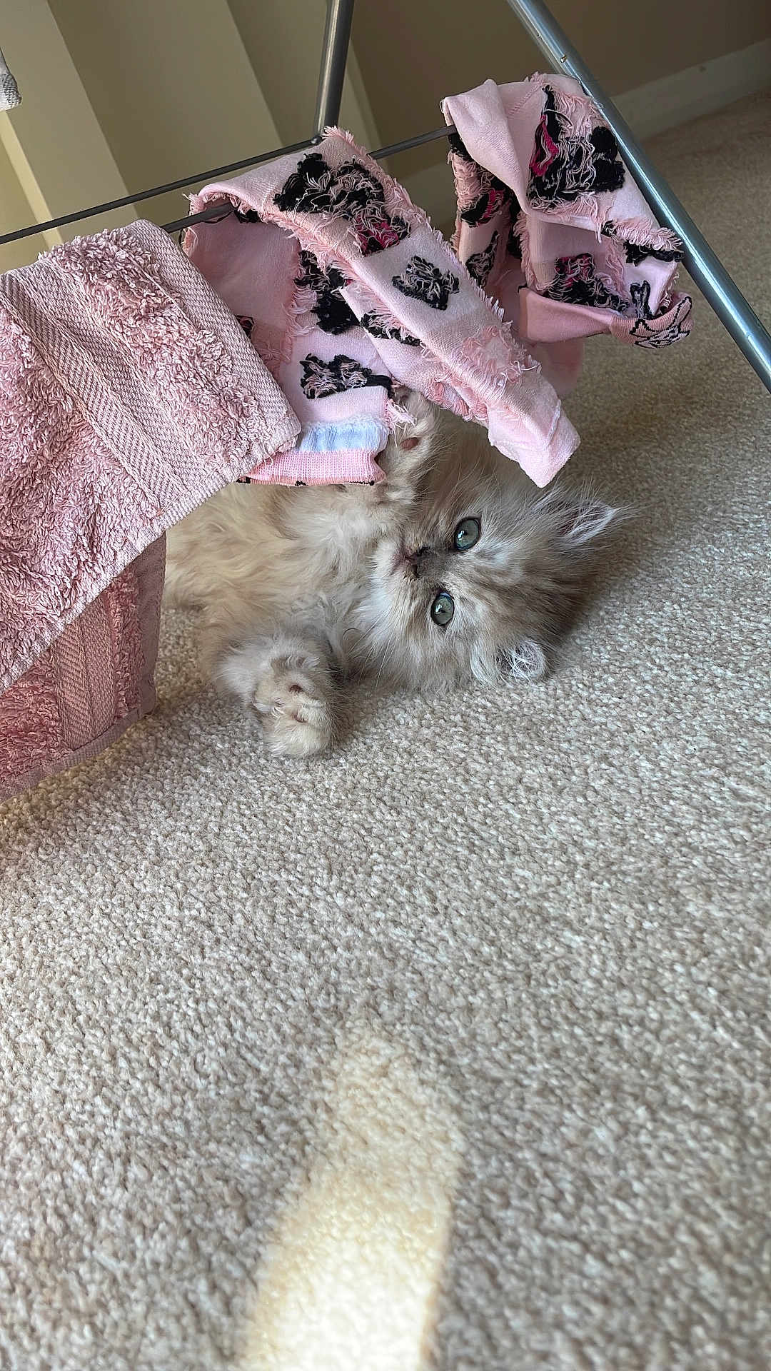 Kenji
