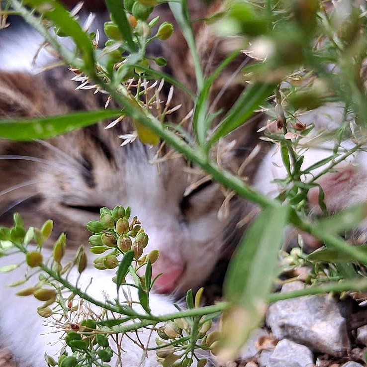 Jr. is registered to the contest to win money with this photo: animal, blurred_background, cat, closeup, fur, greenery, ground, hidden, nature, nose, outdoor, peaceful, pet, plants, relaxed, resting, rocks, sleeping, small, whiskers