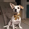 dog, puppy, white_dog, bow_tie, golden_bow, sitting, chair, indoor, portrait, pet, canine, floppy_ear, pointed_ear, short_hair, brown_ear, white_fur, living_room, furniture, cute, formal_attire