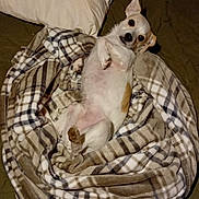 Shanks participe au concours pour gagner de l'argent avec cette photo : dog, small_dog, chihuahua, pet, animal, lying_down, belly_up, wide_eyes, pointed_ears, white_fur, brown_markings, plaid_blanket, bed, pillows, bedroom, indoors, cozy, cute, portrait, relaxed
