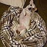 dog, small_dog, chihuahua, pet, animal, lying_down, belly_up, wide_eyes, pointed_ears, white_fur, brown_markings, plaid_blanket, bed, pillows, bedroom, indoors, cozy, cute, portrait, relaxed