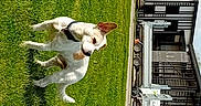 Shanks a rejoint le concours — aidez-le/la à gagner de superbes lots ! dog, pet, white_dog, tan_markings, grass, lawn, outdoor, park, jumping, running, playing, harness, collar, animal, canine, building, trailer, vehicle, daylight, sideways_photo