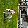 dog, pet, white_dog, tan_markings, grass, lawn, outdoor, park, jumping, running, playing, harness, collar, animal, canine, building, trailer, vehicle, daylight, sideways_photo