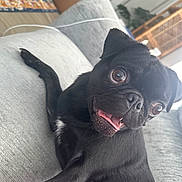Dash joined the competition — help win amazing prizes! dog, pug, black_dog, pet, tongue_out, big_eyes, close_up, sofa, couch, indoor, home, upholstery, playful, cute, smiling, portrait, nose, whiskers, relaxed, living_room