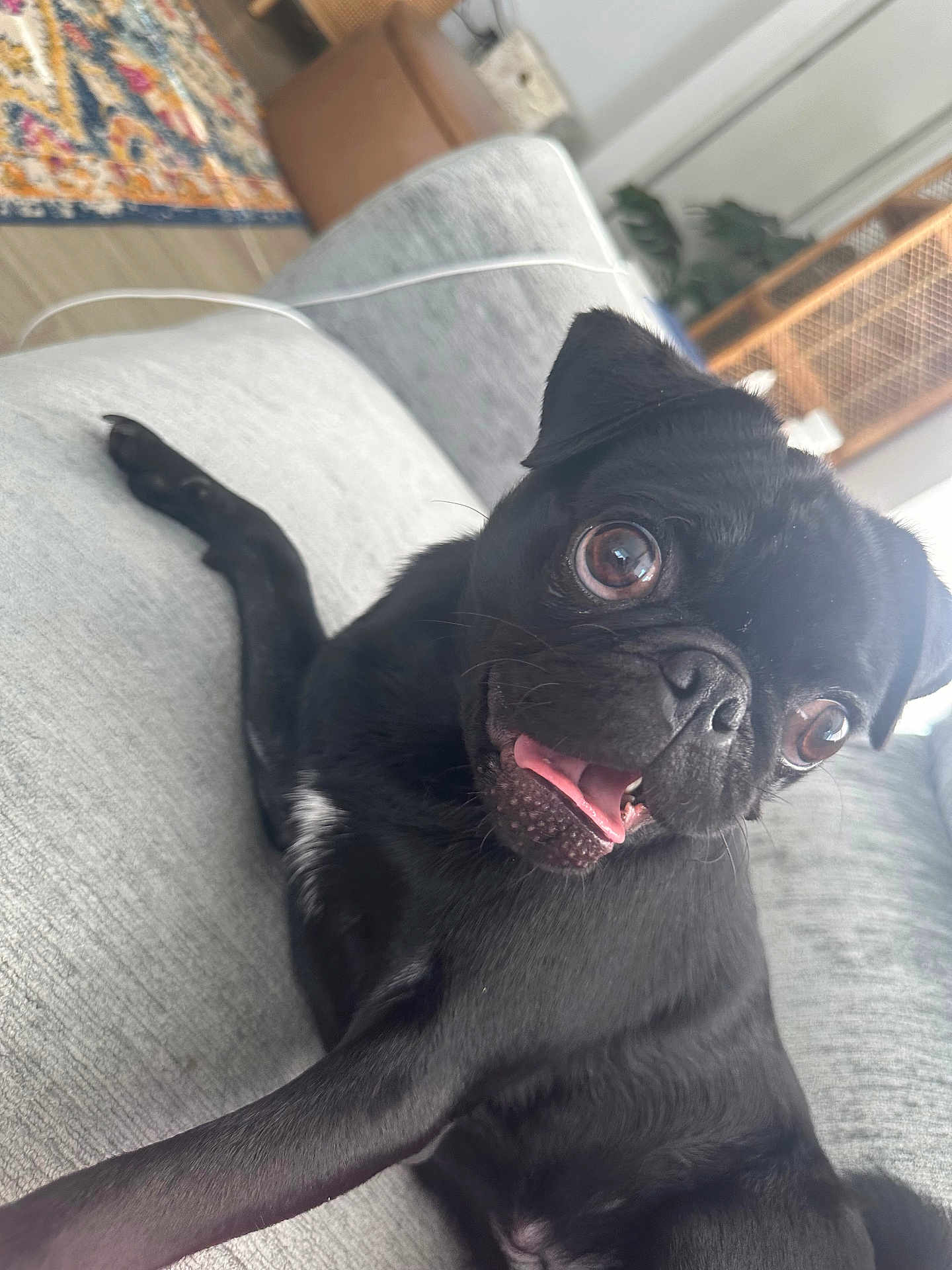 Dash joined the competition — help win amazing prizes! dog, pug, black_dog, pet, tongue_out, big_eyes, close_up, sofa, couch, indoor, home, upholstery, playful, cute, smiling, portrait, nose, whiskers, relaxed, living_room