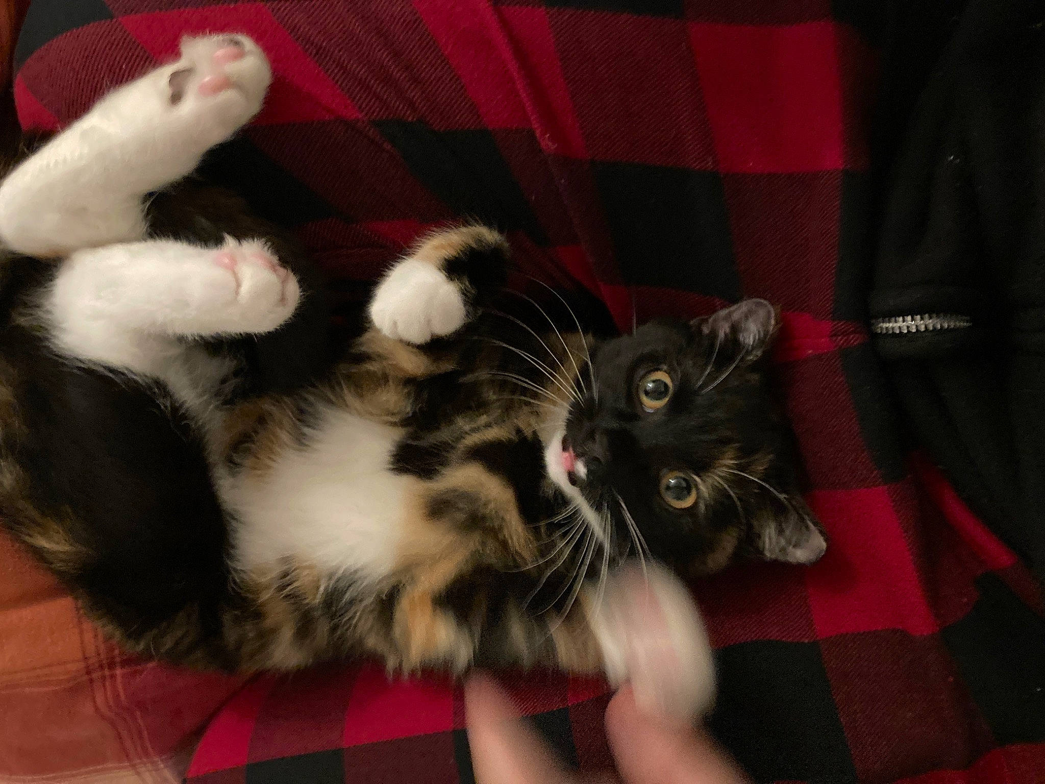 Beatrice is registered to the contest to win money with this photo: carnivore, cat, claw, comfort, curtain, domestic_short_haired_cat, felidae, foot, fur, lap, nail, paw, plaid, small_to_medium_sized_cats, snout, tail, tartan, whiskers