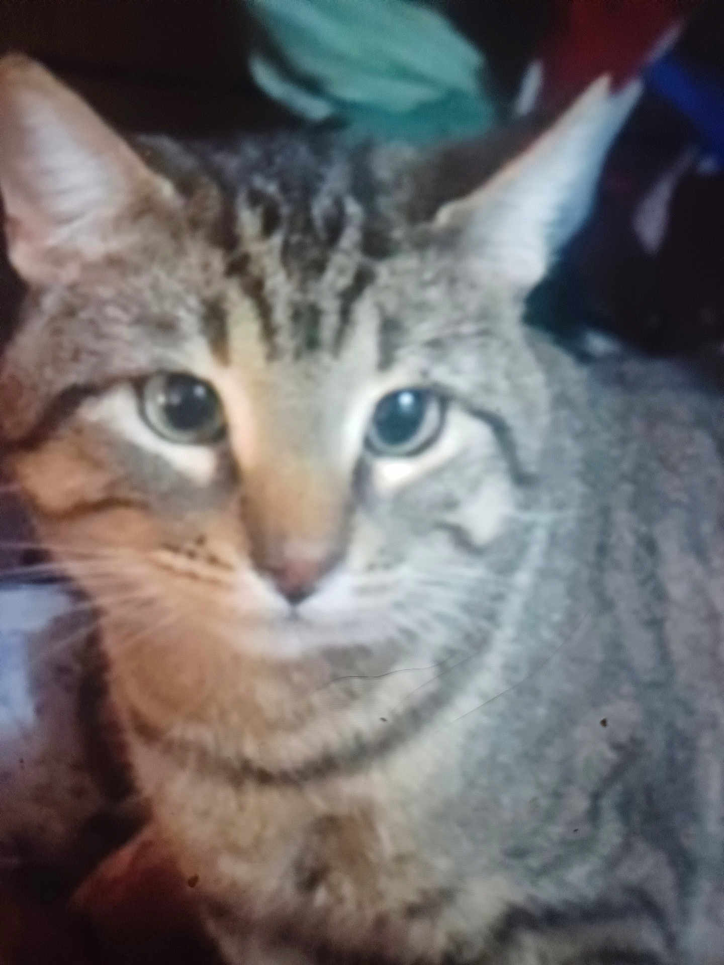 Boots joined the competition — help win amazing prizes! cat, tabby, close_up, feline, pet, animal, ears, whiskers, fur, eyes, indoor, mammal, cute, striped, portrait, face, domestic_cat, furry, looking, blurred