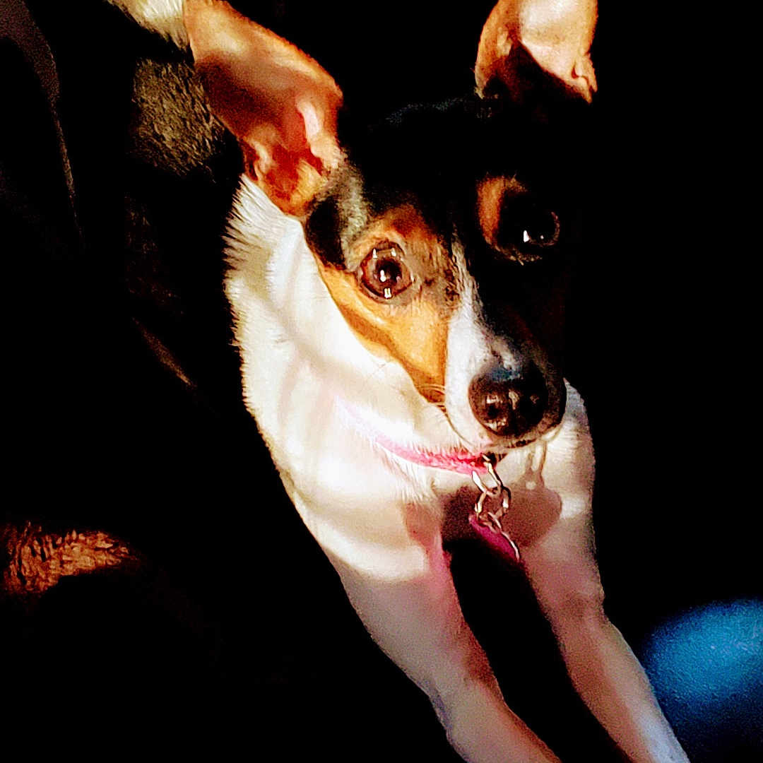 Imogene joined the competition — help win amazing prizes! animal, brown, closeup, collar, contrast, cute, dog, ears, expression, focus, fur, indoor, light, pet, portrait, shadow, sitting, small_dog, stretching, white