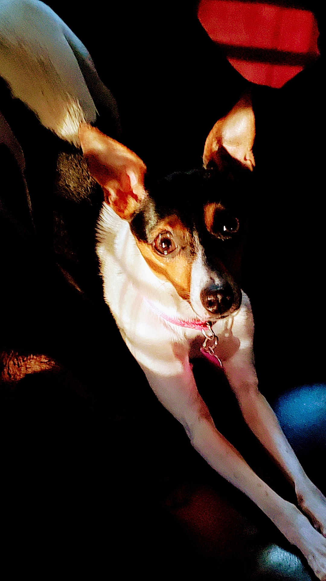 Imogene joined the competition — help win amazing prizes! animal, brown, closeup, collar, contrast, cute, dog, ears, expression, focus, fur, indoor, light, pet, portrait, shadow, sitting, small_dog, stretching, white