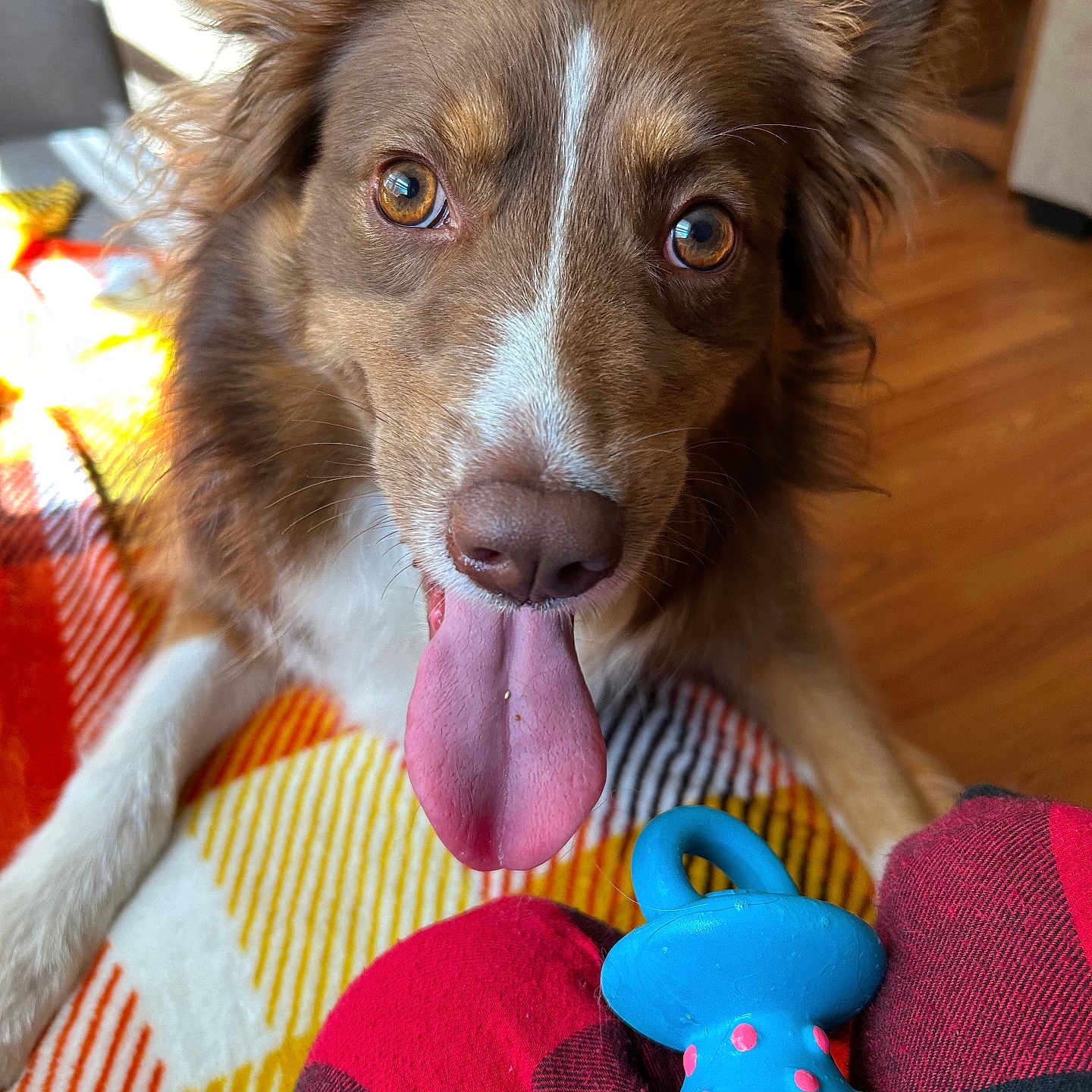 Lucy Bell is registered to the contest to win money with this photo: animal, blanket, blue, brown_fur, close_up, cute, dog, ears, floor, happy, indoor, looking, pet, pink, plaid, playful, tongue, toy, white_fur, wood_floor