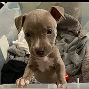 Monster is registered to the contest to win money with this photo: blanket, brown_coat, close_up, curious, cute, dog, dog_bed, ears, eyes, indoor, looking_up, nose, paws, pet, plastic_container, portrait, puppy, small, toy, white_chest