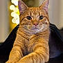 cat, tabby, ginger_cat, orange_fur, whiskers, paws, eyes, ears, close_up, portrait, bokeh, fairy_lights, indoor, pet, feline, fur_texture, relaxed, curious, nose, blanket
