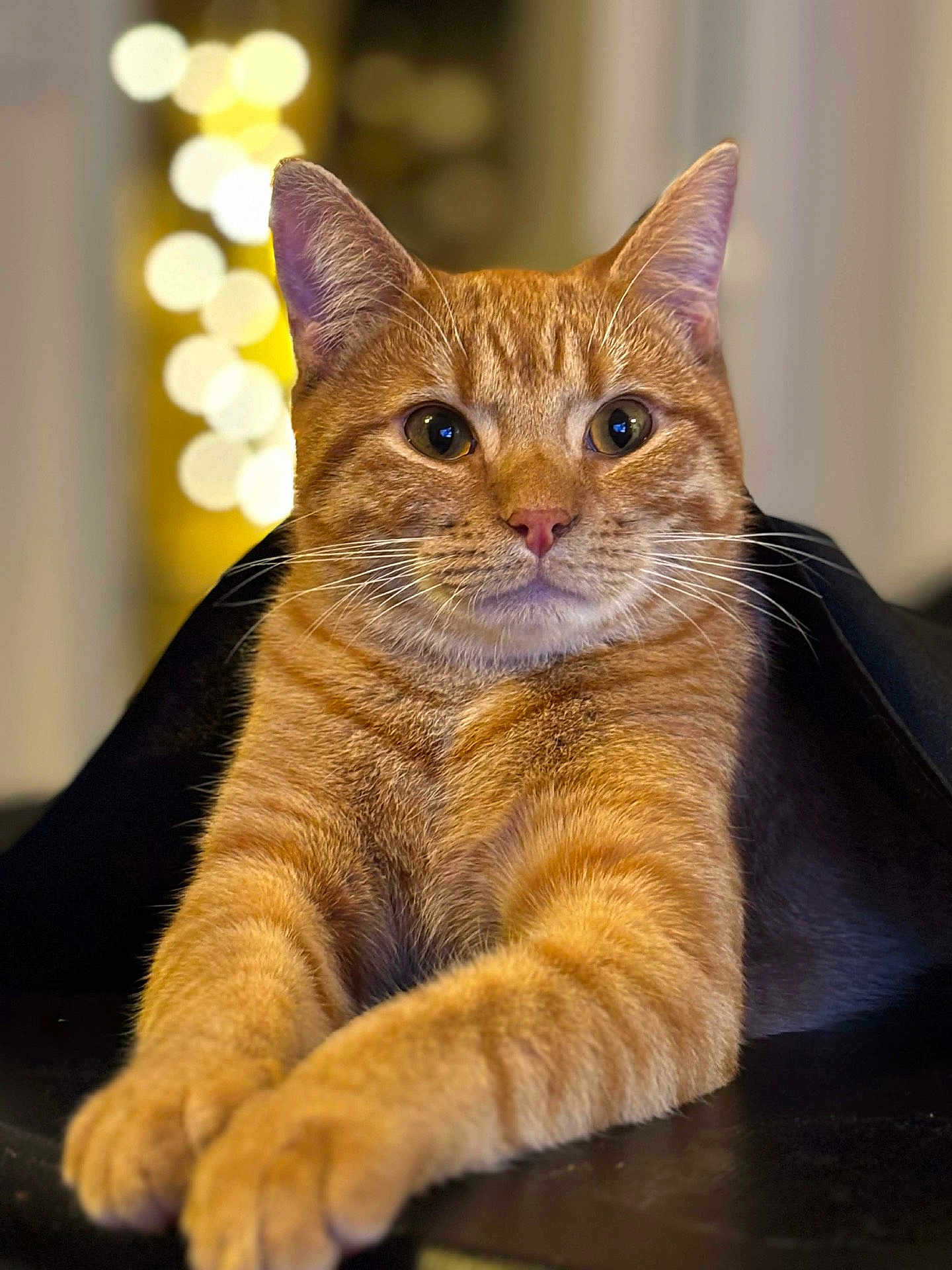 Adès participe au concours pour gagner de l'argent avec cette photo : cat, tabby, ginger_cat, orange_fur, whiskers, paws, eyes, ears, close_up, portrait, bokeh, fairy_lights, indoor, pet, feline, fur_texture, relaxed, curious, nose, blanket