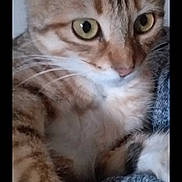 Tigrou a rejoint le concours — aidez-le/la à gagner de superbes lots ! abyssinian, animal, blanket, cat, egyptiancat, kitten, manx, pet