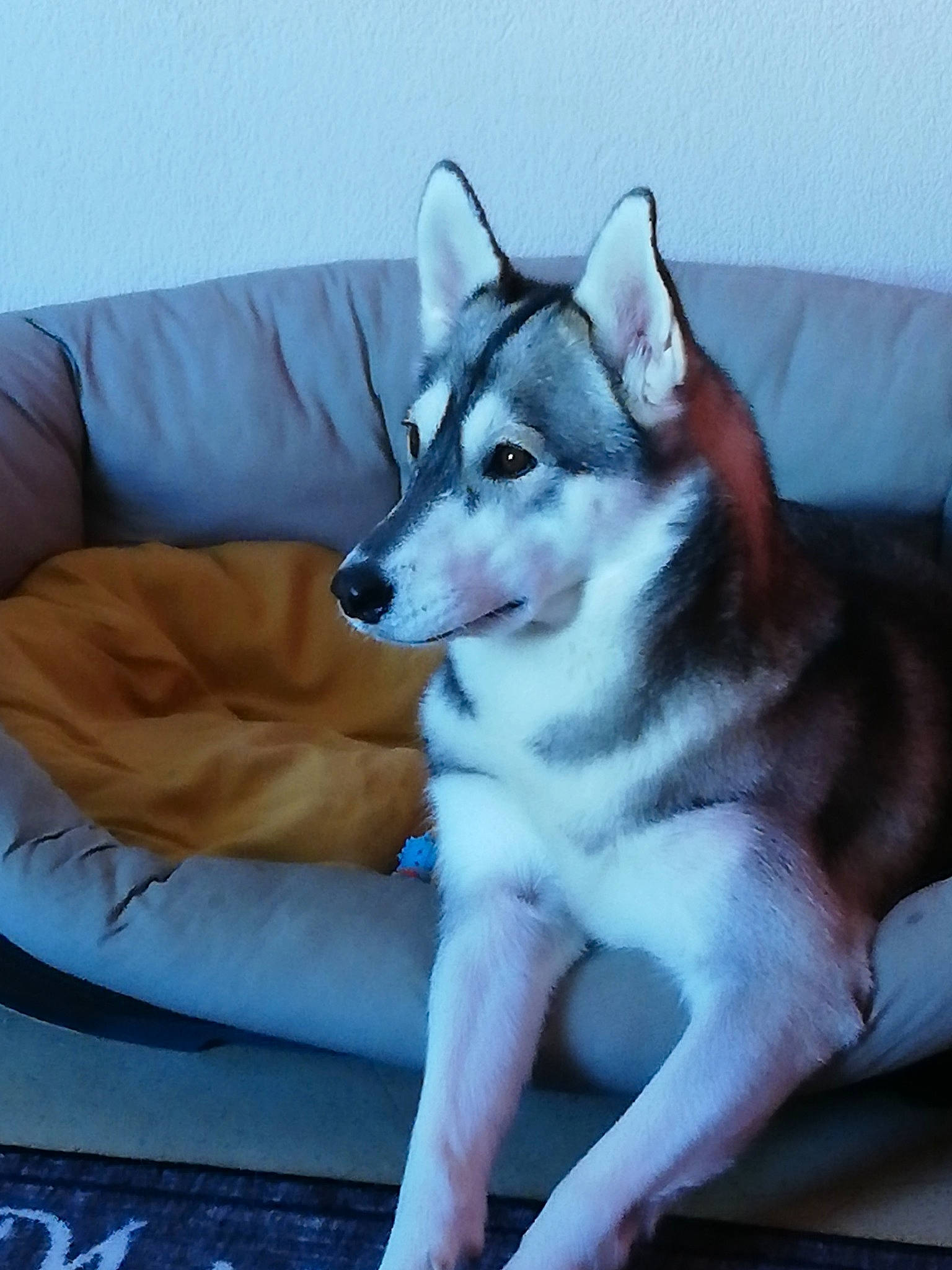 Naala