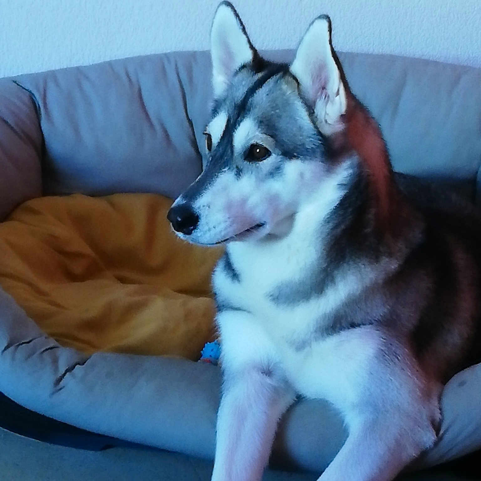 Naala