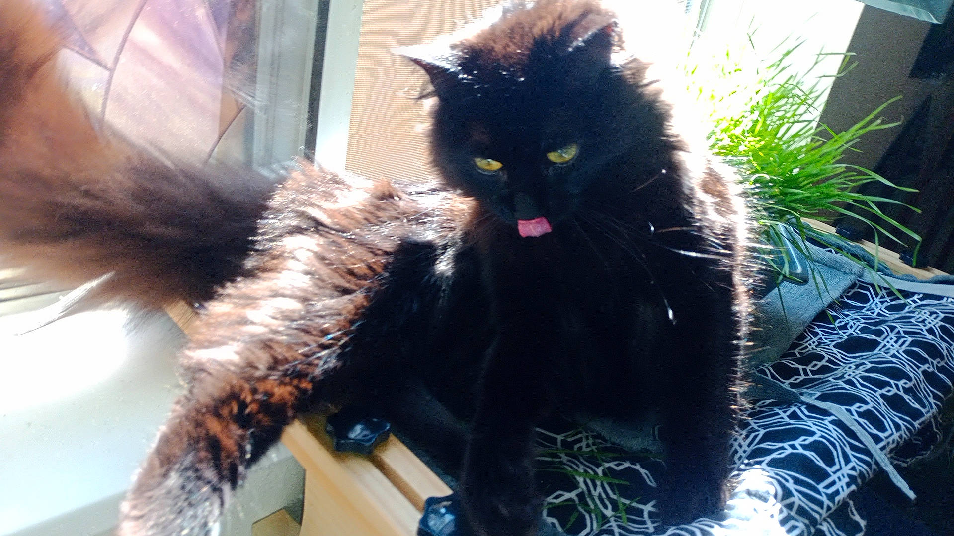 Bonnie is registered to the contest to win money with this photo: black_cat, carnivore, cat, claw, domestic_short_haired_cat, felidae, fur, grass, organism, paw, plant, sitting, small_to_medium_sized_cats, snout, tail, terrestrial_animal, tints_and_shades, whiskers, window