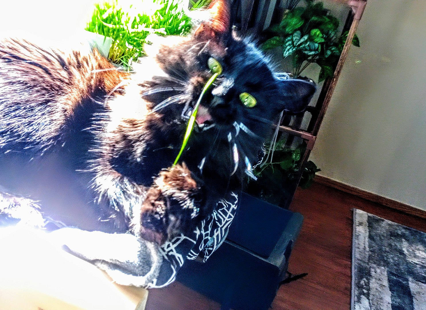 Bonnie is registered to the contest to win money with this photo: bag, black_cat, canidae, carnivore, cat, chair, claw, domestic_short_haired_cat, eyewear, felidae, flowerpot, fur, grass, paw, plant, small_to_medium_sized_cats, sporting_group, tail, whiskers, window