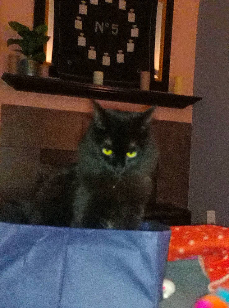 Bonnie is registered to the contest to win money with this photo: black_cat, bombay, carnivore, cat, domestic_short_haired_cat, felidae, floor, flooring, flowerpot, fur, grey, hardwood, houseplant, living_room, plant, room, small_to_medium_sized_cats, tail, whiskers, wood