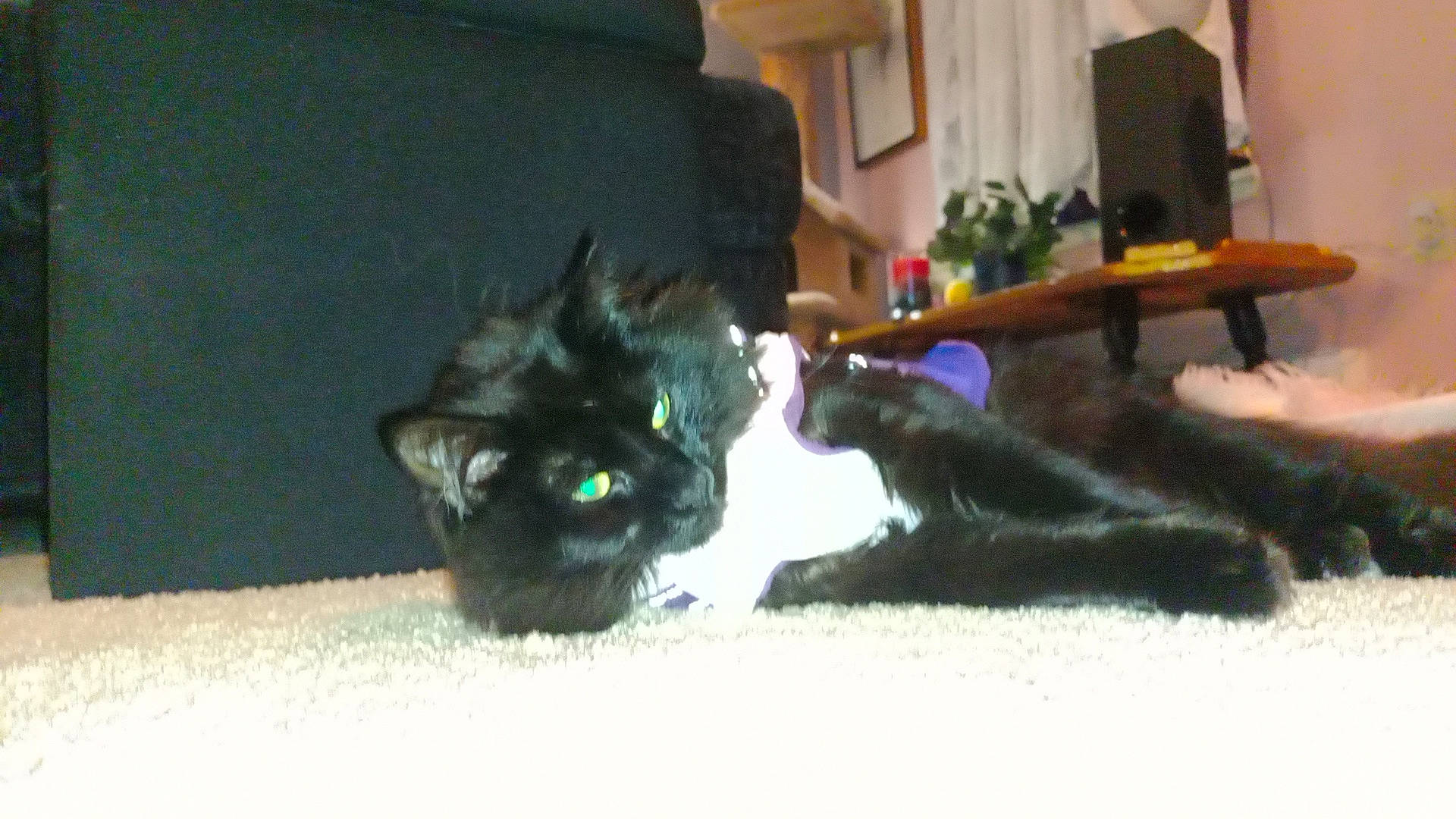 Bonnie joined the competition — help win amazing prizes! black_cat, bombay, carnivore, cat, cat_supply, claw, comfort, couch, curtain, dog_breed, domestic_short_haired_cat, felidae, fur, houseplant, paw, plant, room, small_to_medium_sized_cats, tail, whiskers