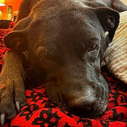 Maya Marie is registered to the contest to win money with this photo: animal, black_dog, blanket, canine, close_up, cozy, dog, fur, indoors, nail, patterned_blanket, paw, pet, portrait, red_blanket, relaxing, resting, sleepy, soft_texture, warm_lighting