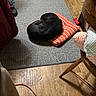 Maya Marie joined the competition — help win amazing prizes! black_dog, chair, comfort, cozy, curled_up, cushion, dog, domestic, furniture, home, indoor, pet_toy, quiet, red_toy, relaxed, resting, rug, sleeping, striped_cushion, wood_floor