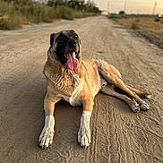 Roscoe joined the competition — help win amazing prizes! dog, canine, animal, pet, lying_down, tongue_out, outdoor, dirt_road, sunset, nature, mammal, happy, fur, paws, tail, rural, background_blur, daytime, looking_up, closeup