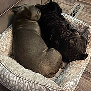 Buckaroo And Catdog joined the competition — help win amazing prizes! animal, canine, cat, dog, dogbed, pet, puppy