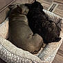 animal, canine, cat, dog, dogbed, pet, puppy