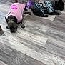 Buckaroo And Catdog joined the competition — help win amazing prizes! animal, bulldog, canine, cat, chair, clothing, dog, frenchbulldog, furniture, glove, hardwood, hosiery, indoors, interiordesign, pet, puppy, sock, stainedwood, toy, wood