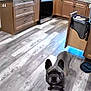 Buckaroo And Catdog joined the competition — help win amazing prizes! animal, bed, bedroom, box, bulldog, canine, den, dog, frenchbulldog, furniture, hardwood, head, indoors, interiordesign, package, person, pet, room, wood, woodpanels