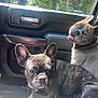 accessories, animal, belt, bostonbull, boxer, bulldog, canine, car, cushion, dog, frenchbulldog, headrest, homedecor, machine, pet, pitbull, puppy, spoke, transportation, vehicle