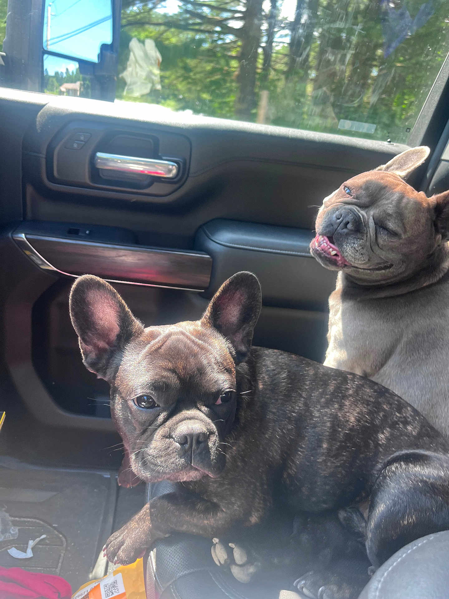 Buckaroo And Catdog
