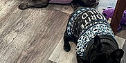 Buckaroo And Catdog is registered to the contest to win money with this photo: animal, bostonbull, bulldog, canine, crawling, dog, fitness, frenchbulldog, hardwood, indoors, interiordesign, person, pet, puppy, sleeping, sport, stainedwood, wood, workingout, yoga