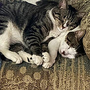 Maleficent Aurora is registered to the contest to win money with this photo: cat, cats, tabby_cat, white_fur, sleeping, cuddling, paws, sofa, couch, upholstery, indoor, pet, nap, close_up, fur, whiskers, cozy, resting, paired, affection