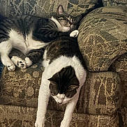 Aurora Maleficent is registered to the contest to win money with this photo: cat, cats, feline, sleeping, nap, sofa, couch, upholstery, cushion, paws, whiskers, tabby, white_fur, pet, indoor, cozy, resting, living_room, patterned_fabric, relaxed