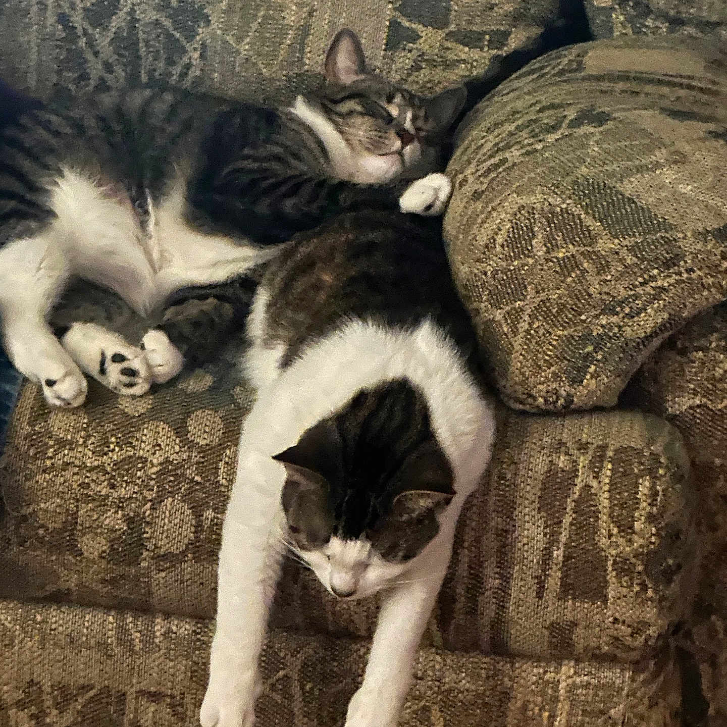 Aurora Maleficent is registered to the contest to win money with this photo: cat, cats, couch, cozy, cushion, feline, indoor, living_room, nap, patterned_fabric, paws, pet, relaxed, resting, sleeping, sofa, tabby, upholstery, whiskers, white_fur
