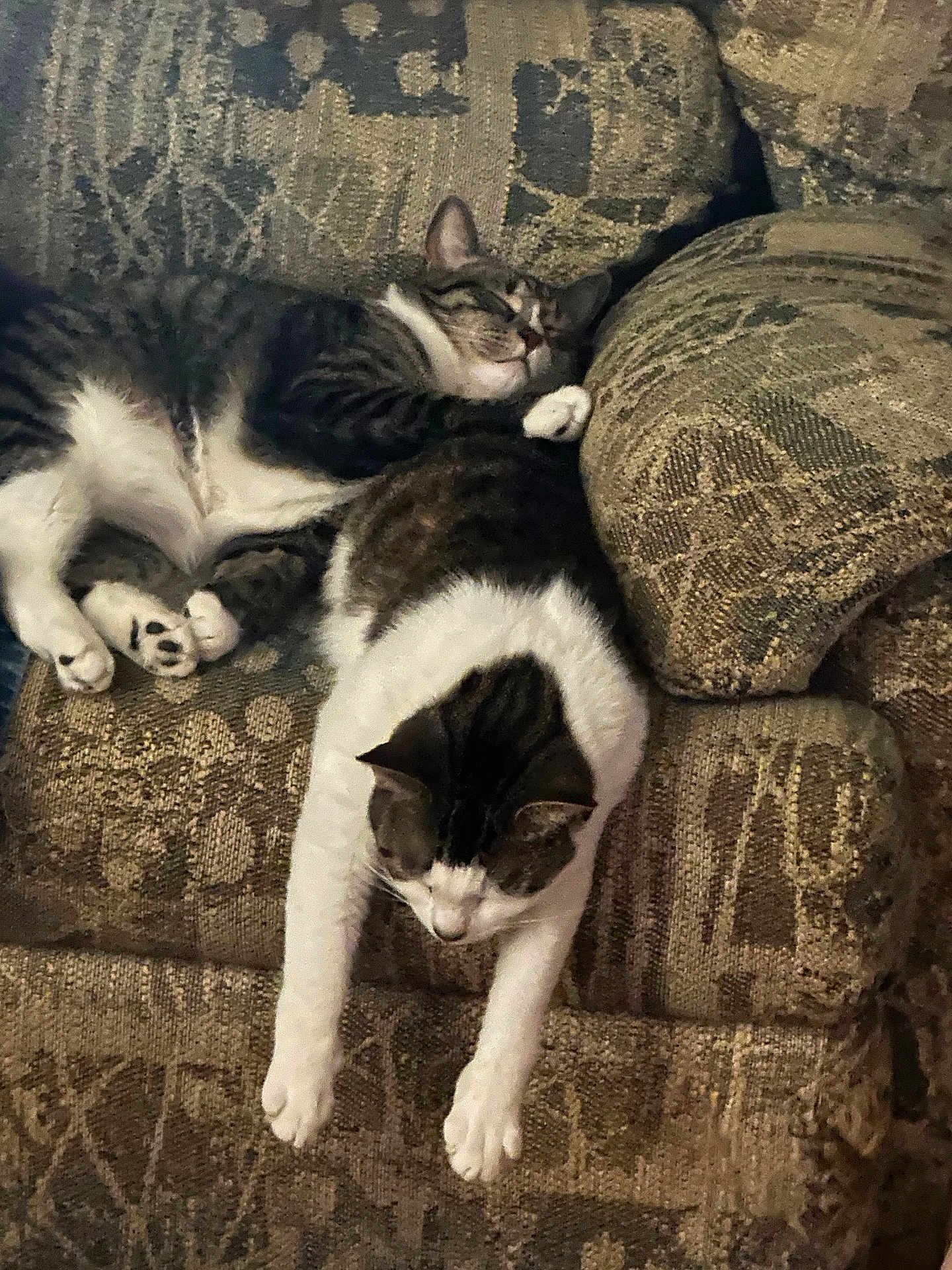 Aurora Maleficent is registered to the contest to win money with this photo: cat, cats, feline, sleeping, nap, sofa, couch, upholstery, cushion, paws, whiskers, tabby, white_fur, pet, indoor, cozy, resting, living_room, patterned_fabric, relaxed