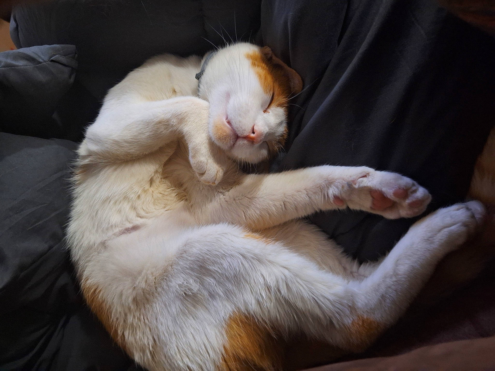 Gizmo is registered to the contest to win money with this photo: carnivore, cat, claw, comfort, domestic_short_haired_cat, fawn, felidae, fur, nail, nap, paw, sleep, small_to_medium_sized_cats, tail, whiskers