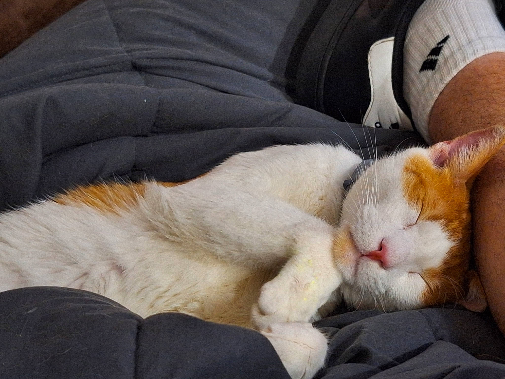 Gizmo is registered to the contest to win money with this photo: carnivore, cat, claw, comfort, companion_dog, couch, domestic_short_haired_cat, fawn, felidae, foot, fur, human_leg, lap, leg, nap, paw, small_to_medium_sized_cats, snout, tail, whiskers