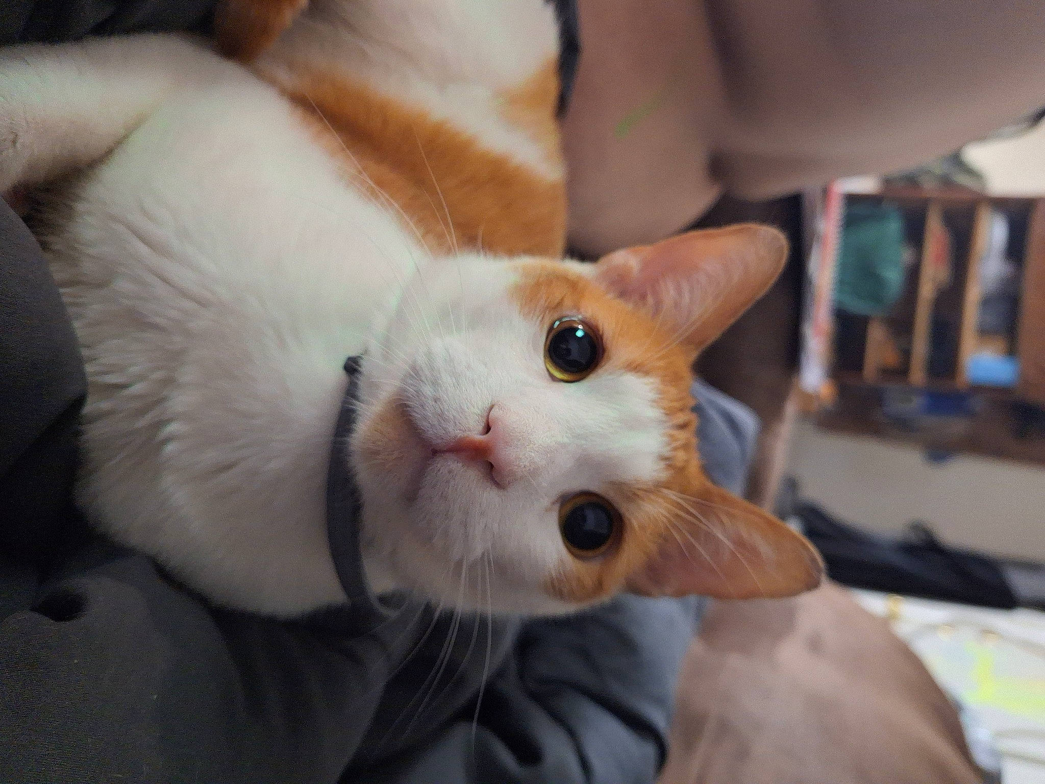 Gizmo is registered to the contest to win money with this photo: carnivore, cat, claw, comfort, domestic_short_haired_cat, ear, eye, fawn, felidae, fur, head, paw, small_to_medium_sized_cats, snout, tail, whiskers