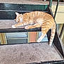 Henry is registered to the contest to win money with this photo: cat, orange_tabby, sleeping, stairs, outdoor, metal, pet_bowl, toy, stroller, relaxed, nap, paw, tail, concrete, window, building, railing, black, feline, daylight
