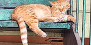Henry joined the competition — help win amazing prizes! cat, ginger_cat, sleeping, stairs, metal, outdoor, relaxation, resting, striped_tail, paw, feline, animal, rustic, green, orange, quiet, peaceful, daytime, texture, closeup