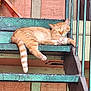 animal, cat, closeup, daytime, feline, ginger_cat, green, metal, orange, outdoor, paw, peaceful, quiet, relaxation, resting, rustic, sleeping, stairs, striped_tail, texture