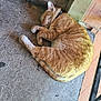 Henry joined the competition — help win amazing prizes! cat, orange_tabby, sleeping, curled_up, concrete_floor, doorway, pet, animal, fur, whiskers, collar, relaxed, cute, domestic_cat, resting, indoor, quiet, peaceful, mammal, tabby